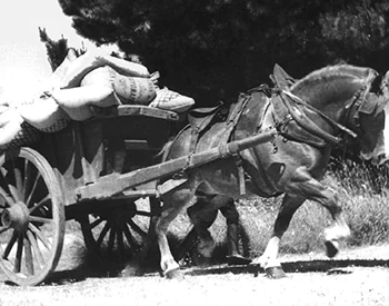 découvrez le cheval breton : son histoire riche, ses caractéristiques uniques et ses multiples usages dans l'agriculture, le travail et les loisirs.