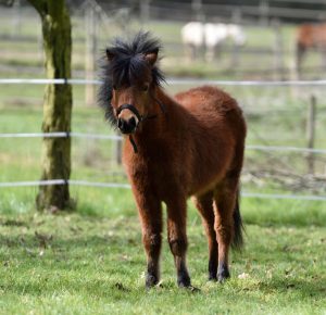découvrez notre guide complet sur le cheval miniature : conseils d’élevage, soins, alimentation et caractéristiques pour bien comprendre et prendre soin de ce petit cheval unique.