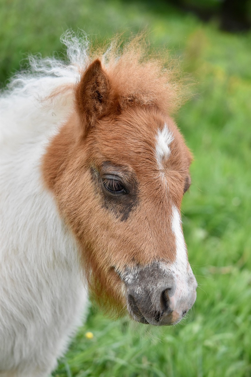 découvrez tout sur le poney shetland : ses origines, ses caractéristiques, son alimentation et ses conseils d’élevage. un compagnon idéal pour les enfants et les amateurs d’équitation.