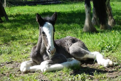 découvrez l'histoire fascinante du shire et apprenez tout sur ses soins essentiels pour assurer son bien-être.