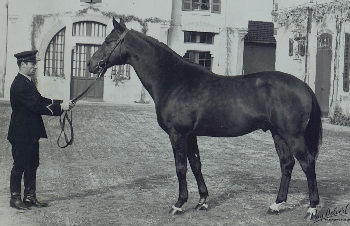 découvrez les haras nationaux dédiés à la préservation et à l'élevage de chevaux de qualité. explorez nos ressources pour la recherche de chevaux adaptés à tous les besoins.