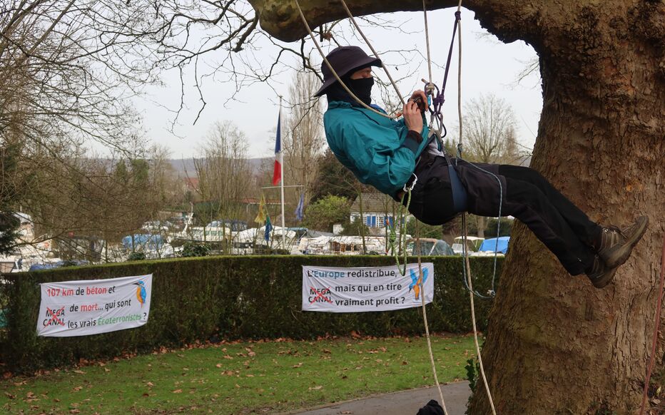 découvrez le retour des écureuils dans les platanes menacés et les enjeux de la préservation de ces arbres emblématiques pour la biodiversité urbaine.