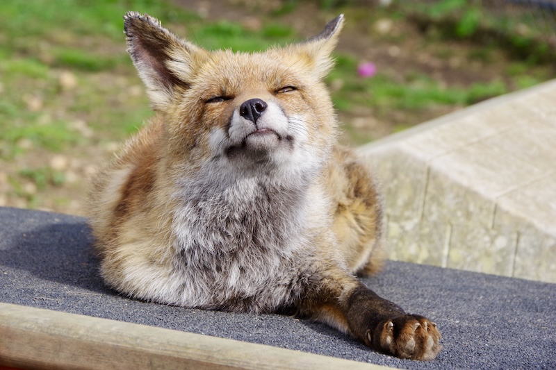 découvrez le sanctuaire en alsace dédié à la protection des renards, un havre de paix pour ces animaux sauvages menacés.