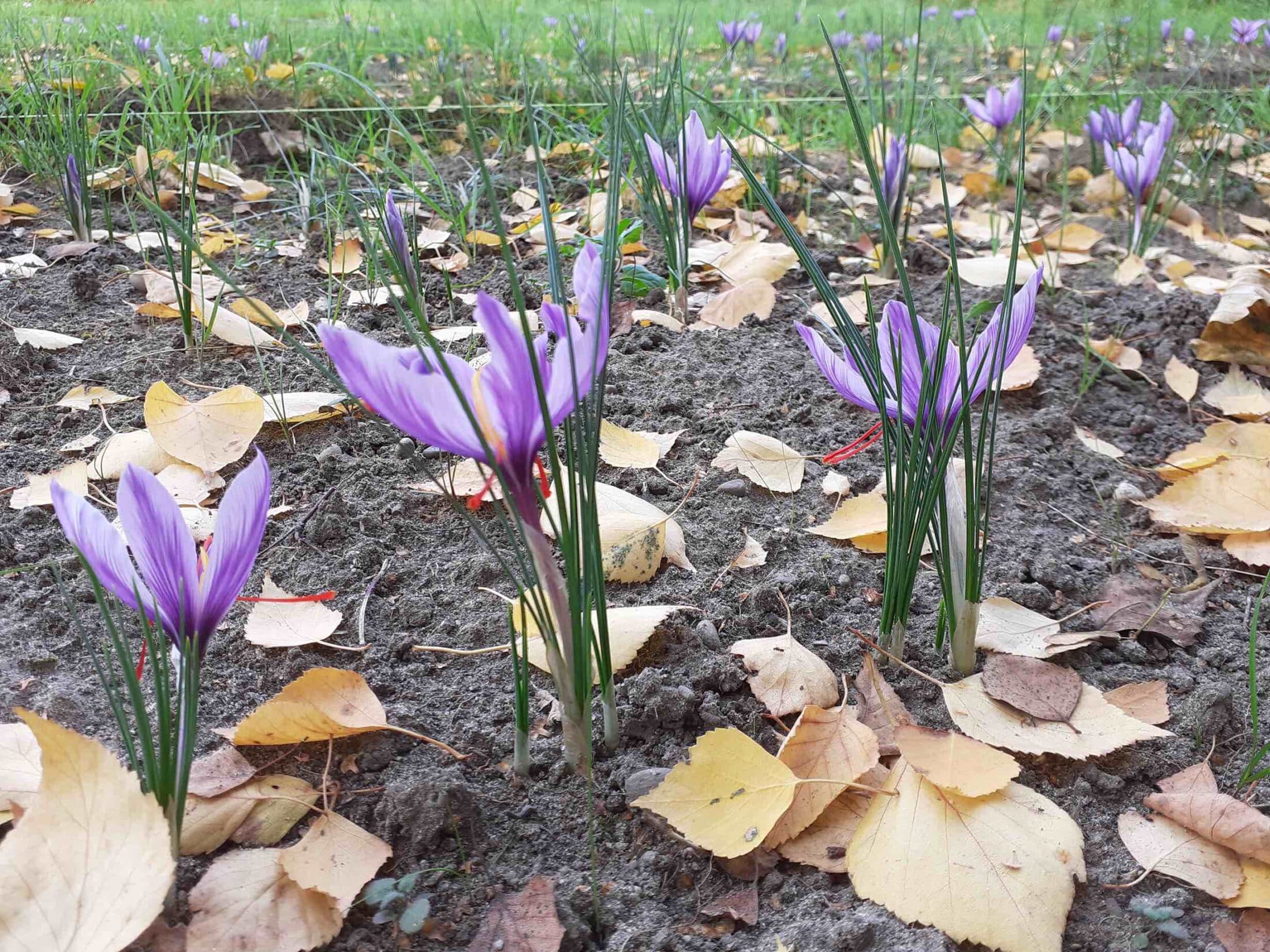 découvrez comment byfurk teste un revenu écologique à strasbourg, une initiative innovante pour un avenir durable.